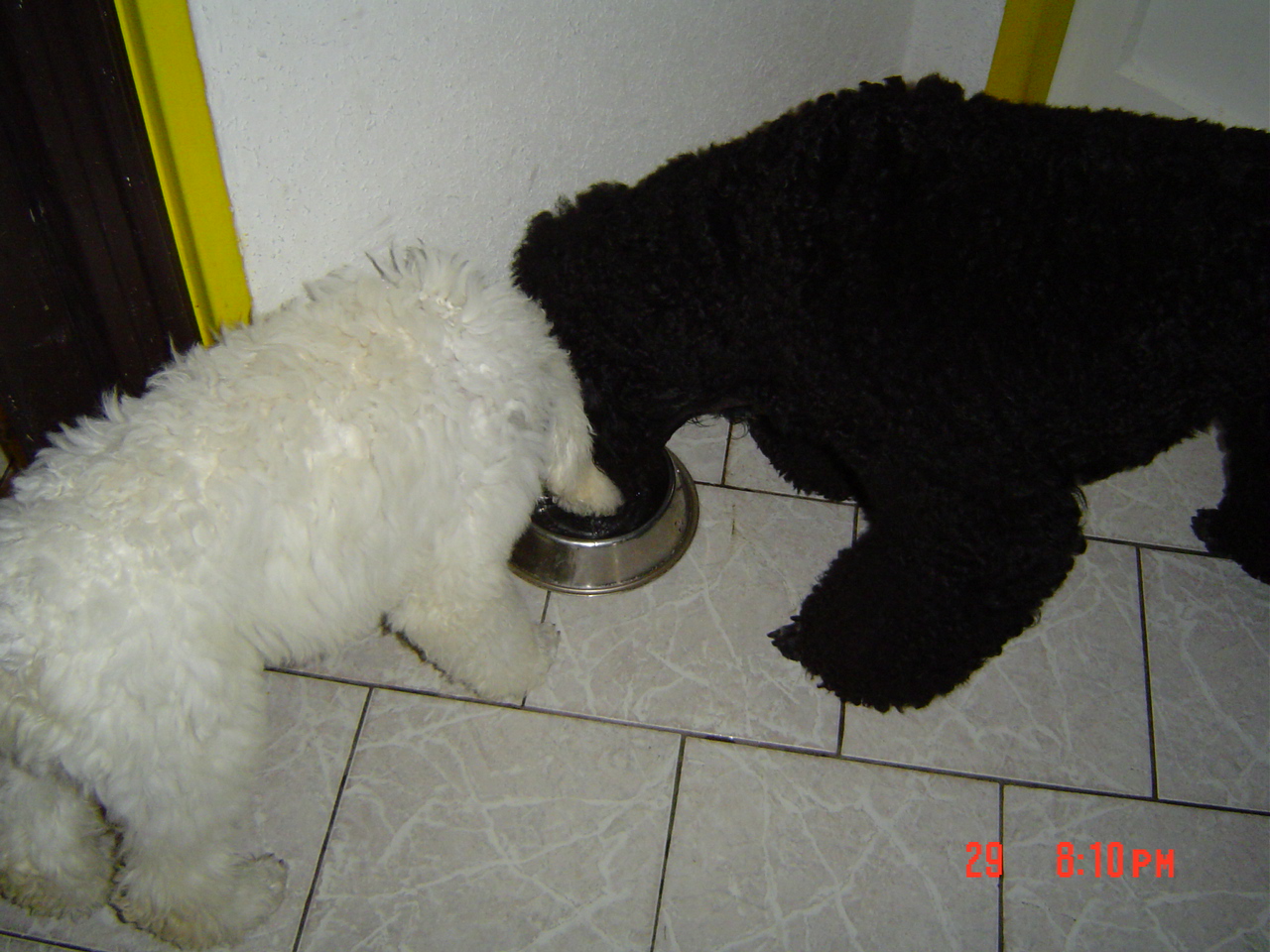 Calimero a Hugo