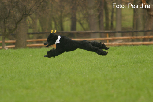 Coursing (foto 1)