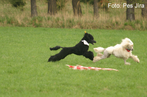 Coursing (foto 3)