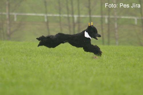 Coursing (foto 4)